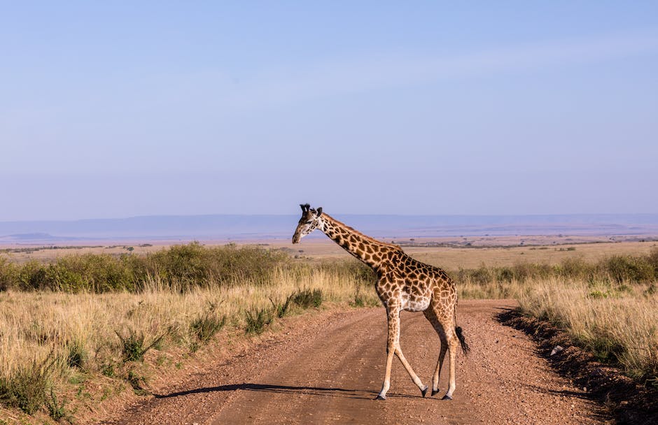 best safari tours in africa