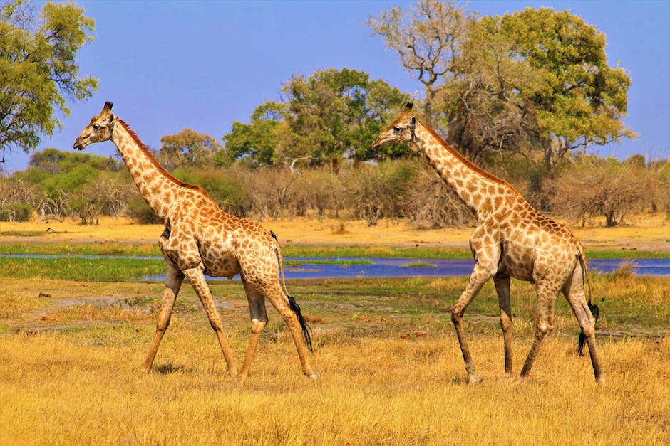 best safari tours in africa