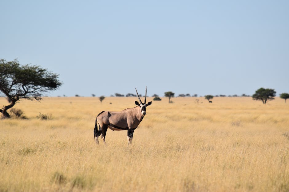south african safaris