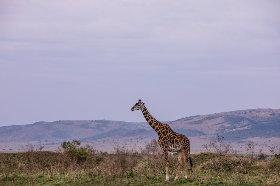 trip to africa safari